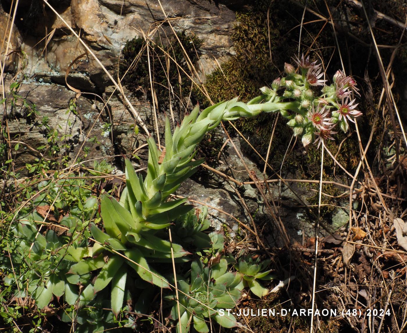 Houseleek, Common plant